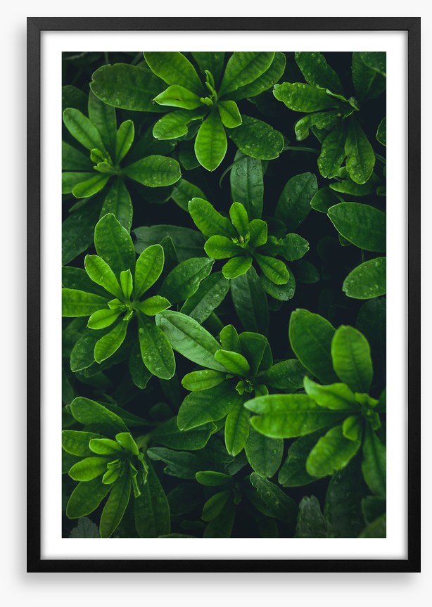 Deep green garden
