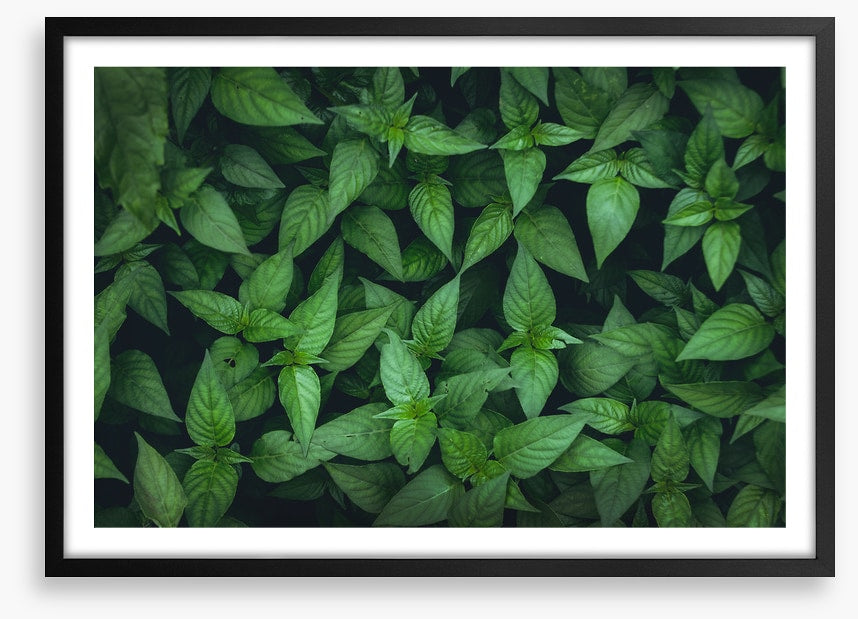 Leaves