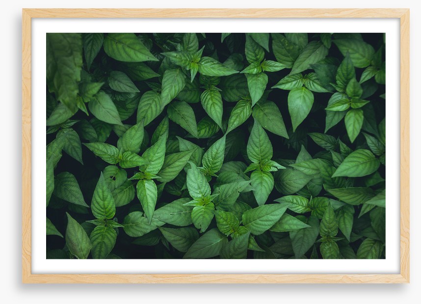Leaves