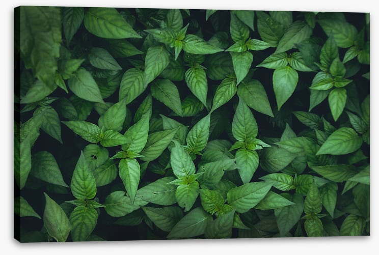 Leaves