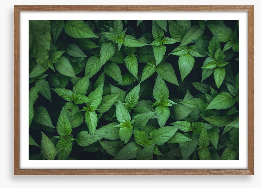 Leaves