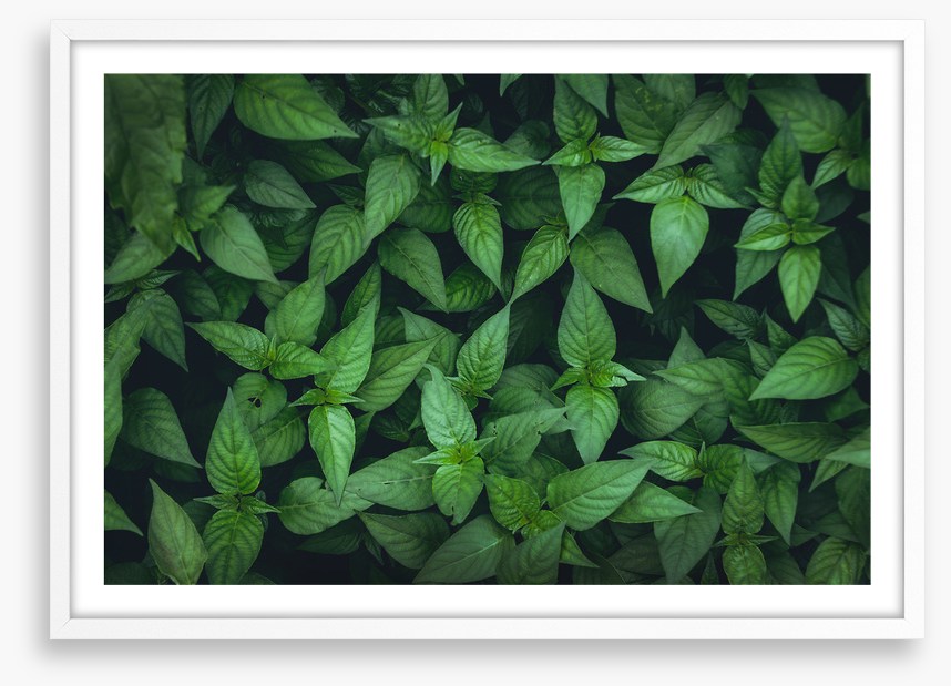 Leaves