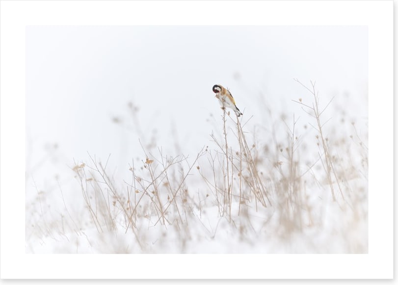Chilly goldfinch