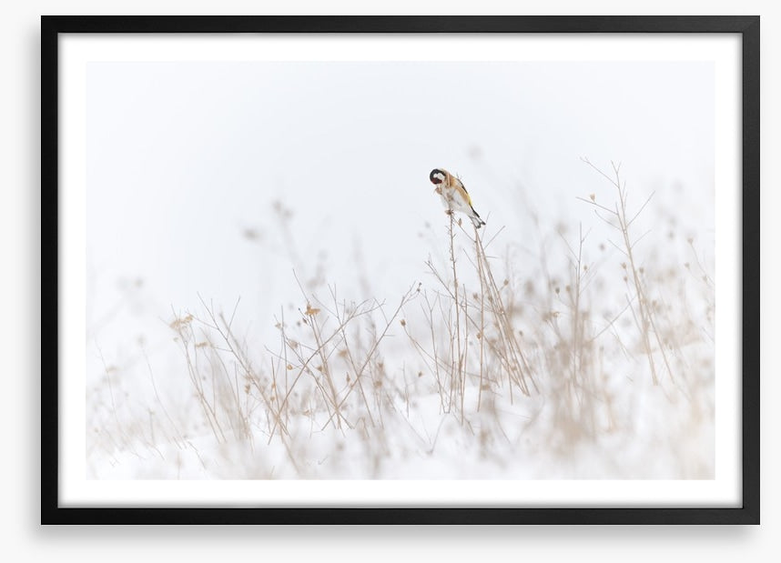 Chilly goldfinch