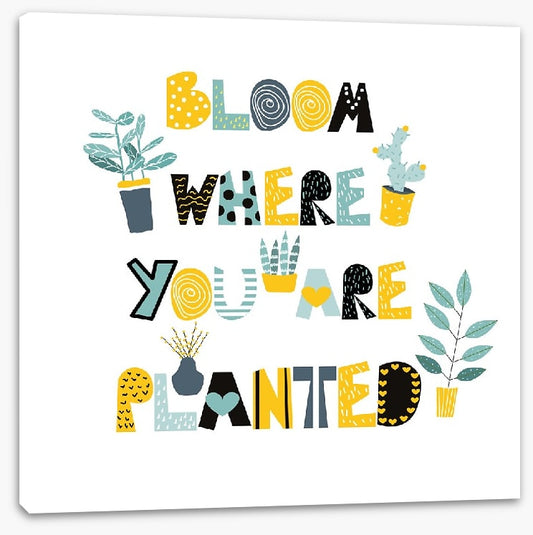 Where you are planted