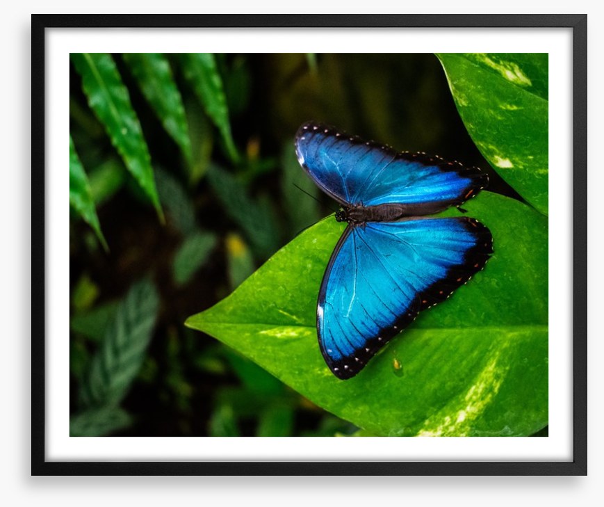 Majestic blue morpho