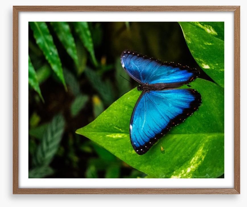 Majestic blue morpho
