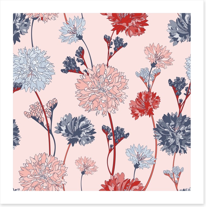 Chrysanthemum blush
