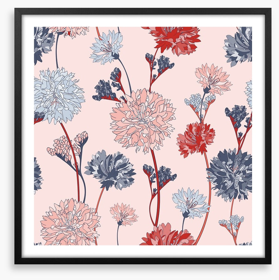Chrysanthemum blush