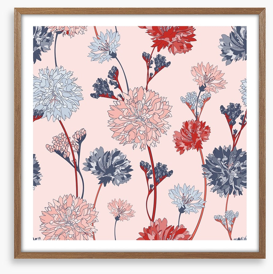 Chrysanthemum blush