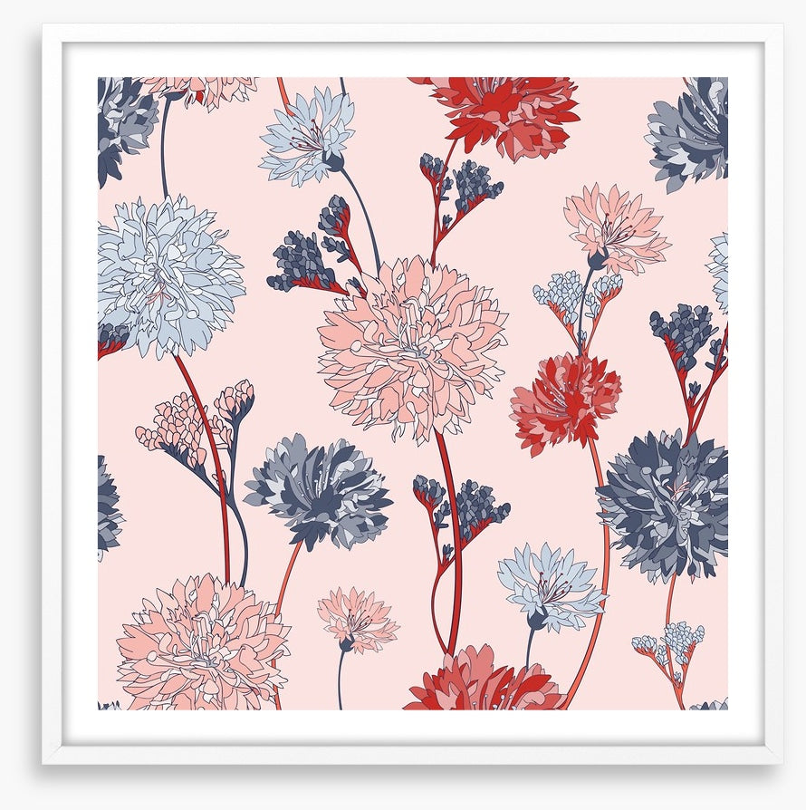 Chrysanthemum blush