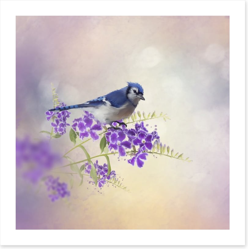 Budding blue jay