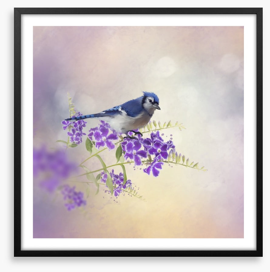 Budding blue jay