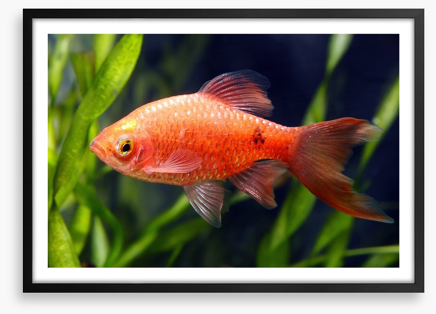 Fish / Aquatic