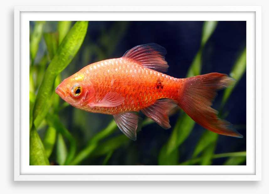 Fish / Aquatic