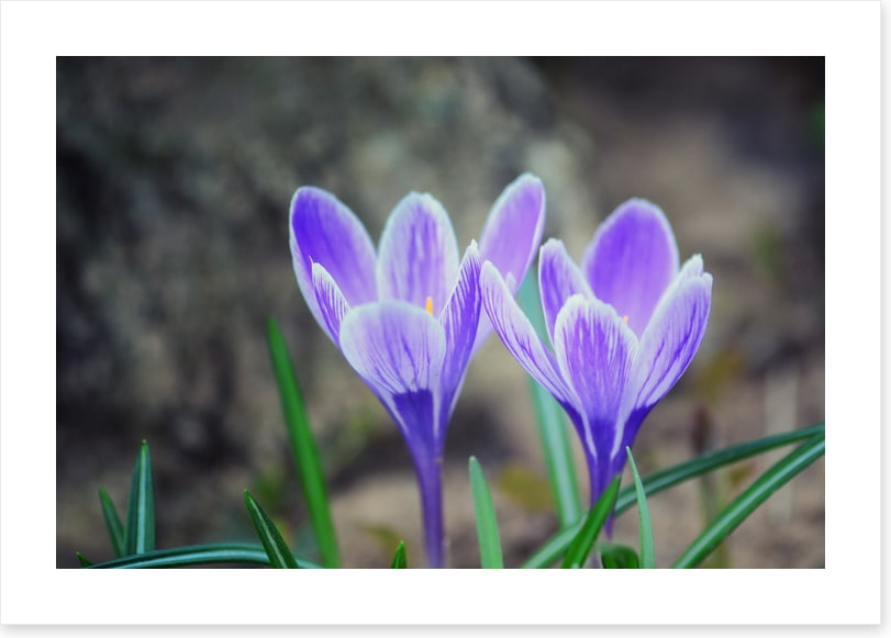 Crocus couple