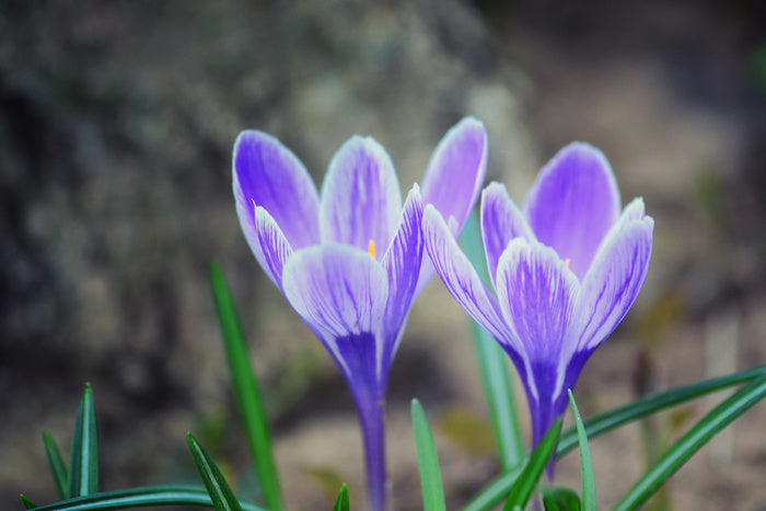 Crocus couple