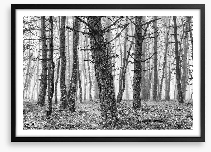 The creepy trees