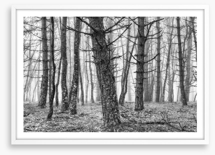 The creepy trees