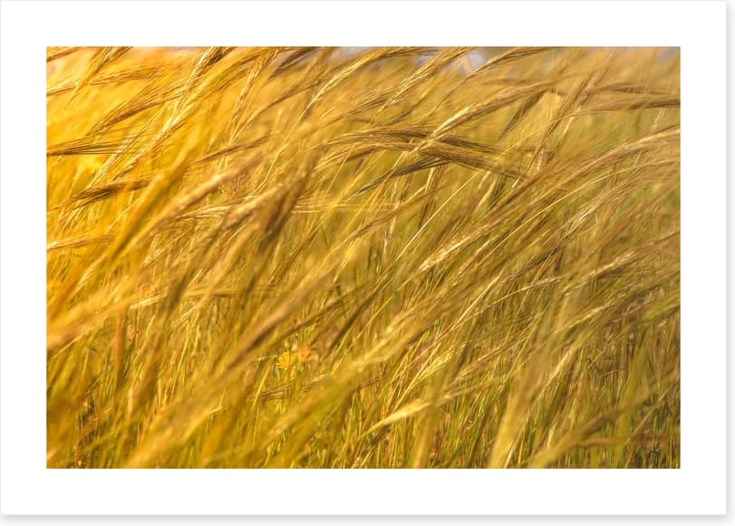 Agriculture