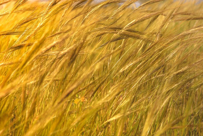 Agriculture