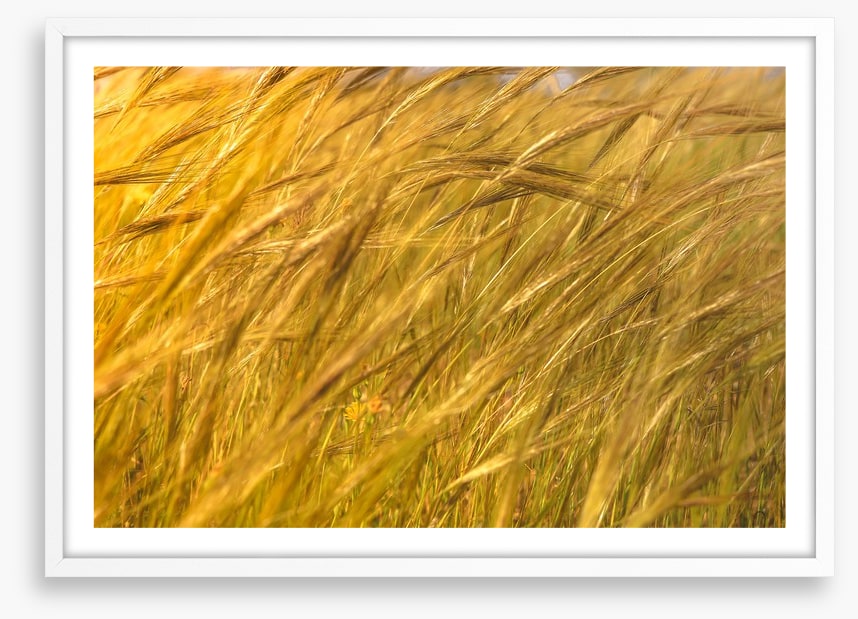 Agriculture