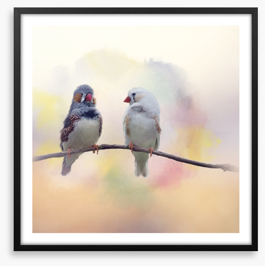 Forever finches