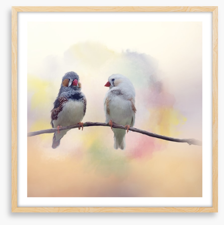 Forever finches