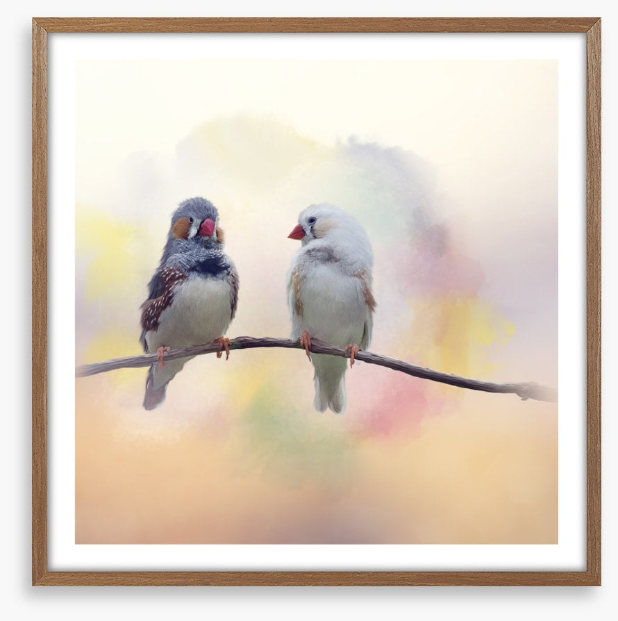 Forever finches