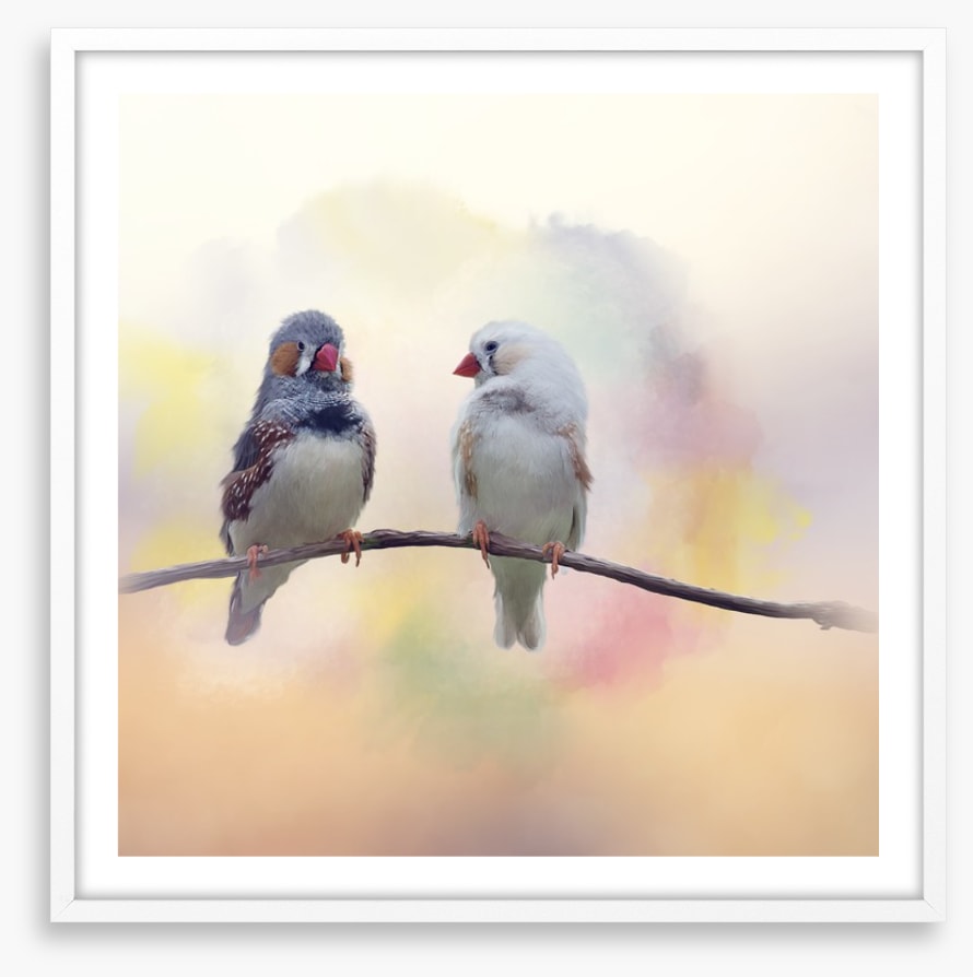 Forever finches
