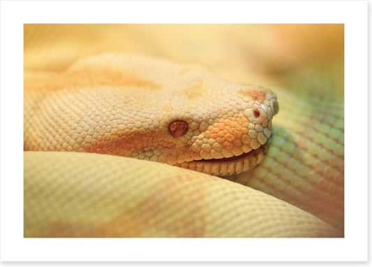 Reptiles / Amphibian