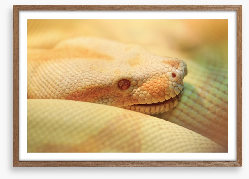 Reptiles / Amphibian