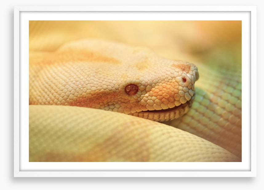 Reptiles / Amphibian