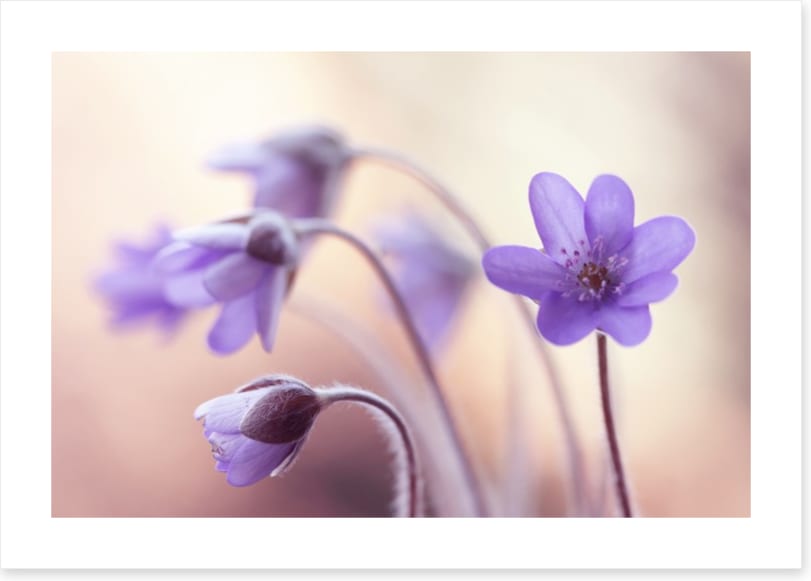 Perfectly purple