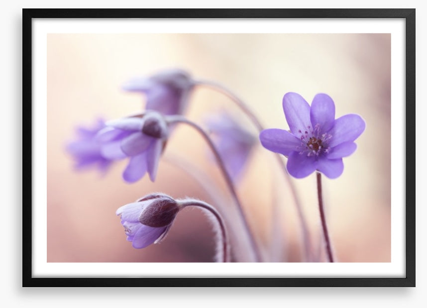 Perfectly purple