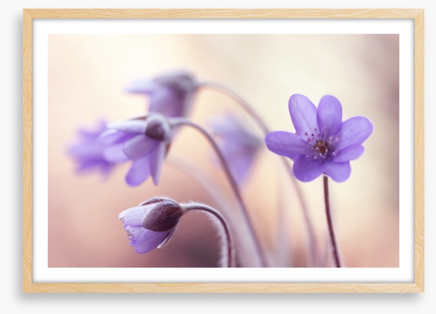 Perfectly purple