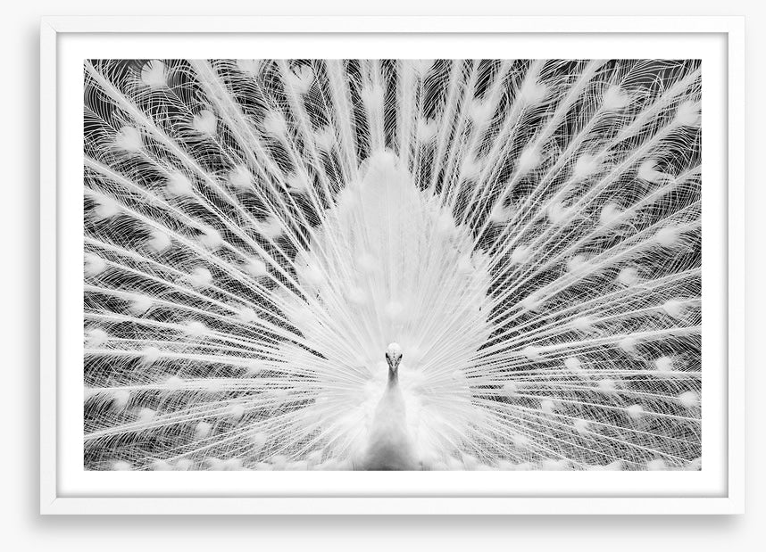 The white peacock