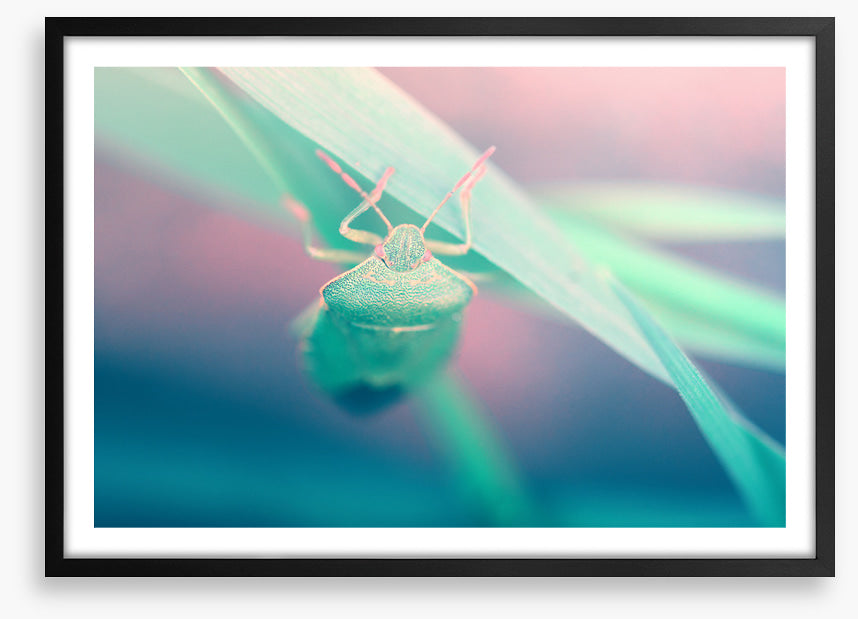Insects