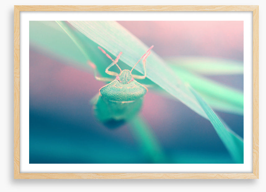 Insects