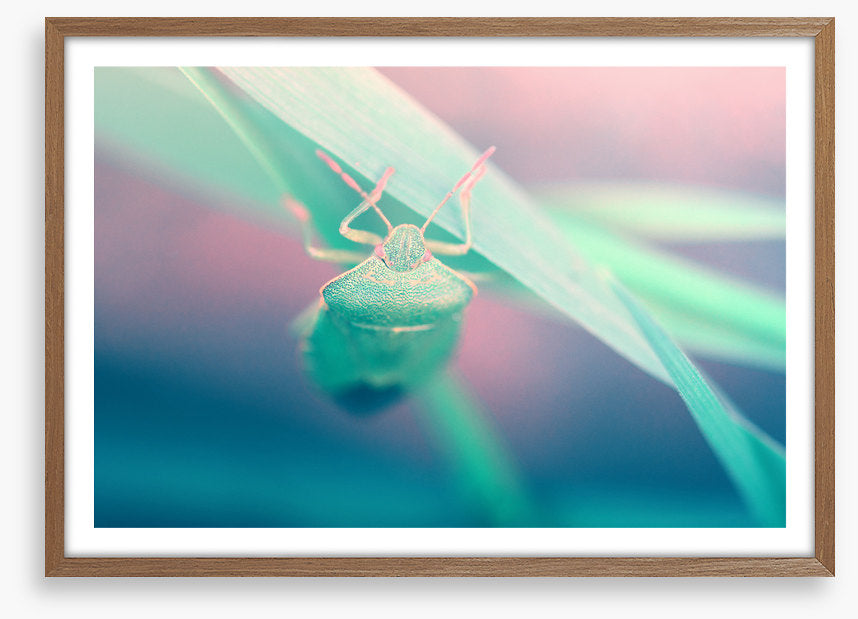 Insects