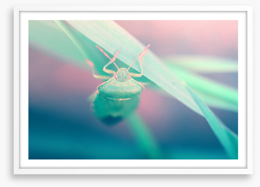 Insects