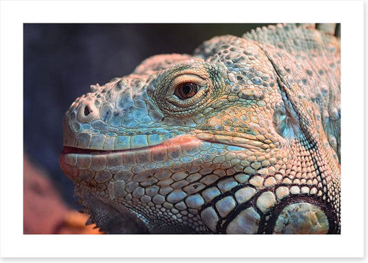 Reptiles / Amphibian