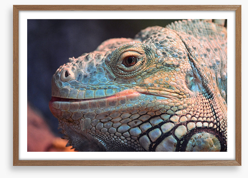 Reptiles / Amphibian