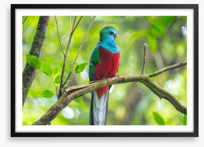 Birds
