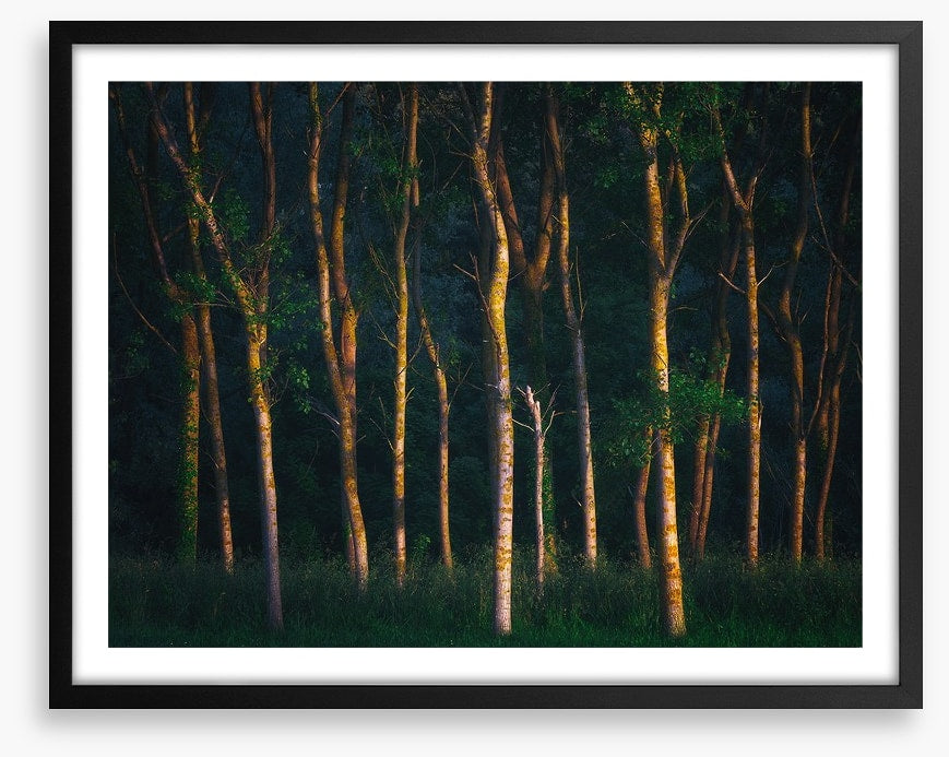 Trees of light