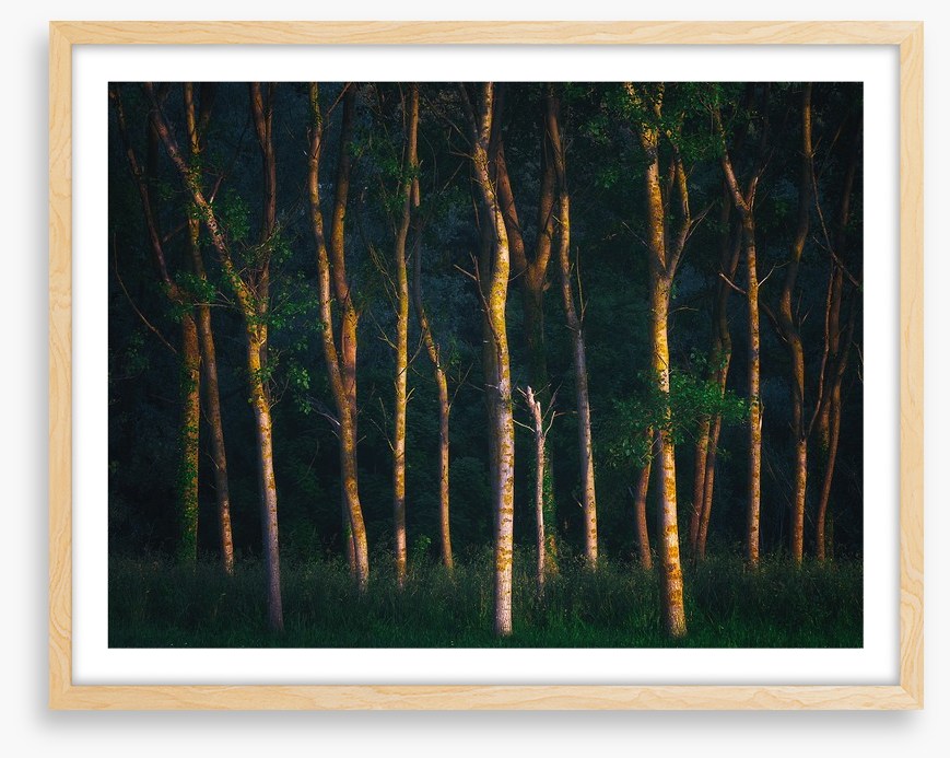 Trees of light
