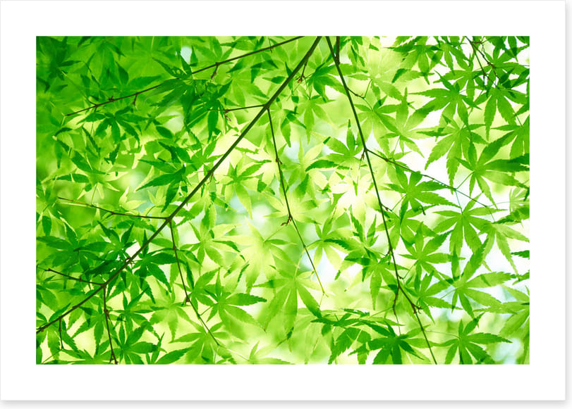 Leaves