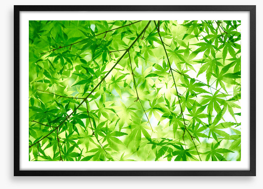 Leaves