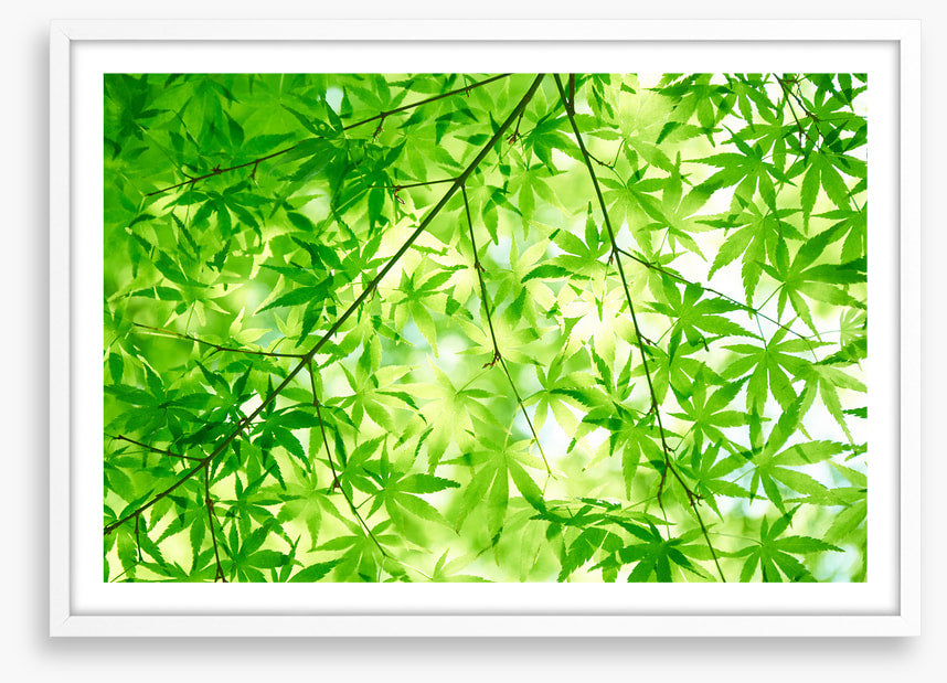 Leaves
