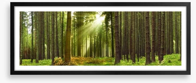 Sunlight forest panorama